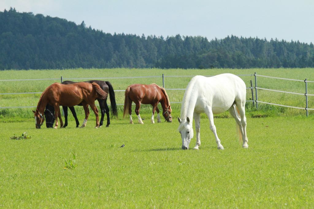 Landgasthof Zum Elsabauern Königstein in der Oberpfalz Exteriör bild